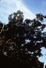 Arbre fruitier.