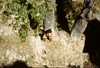 Enfants au pied d'un arbre.