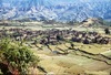 Vue de Pharping et des rizières depuis la montée sur la colline d'Asura.