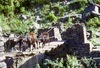 Vaches traversant un pont.