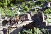 Vaches traversant un pont. 