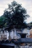 Développement d'un ficus dans un sanctuaire.