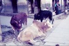 Vaches se reposant dans la rue.