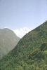 Végétation dans la vallée de l'Ankhu Khola, avec le Ganseh Himal à l'arrière 