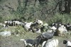 Distribution de sel aux chèvres 