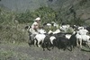 Distribution de sel aux chèvres 