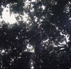 290619