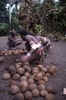 Jeu avec des demi-noix de coco sur le Nasara de