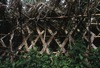 Structure d'une plate-forme funéraire de femme: Structure en bambous et roseaux (wild-cane).