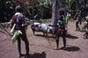 Cochons sur le Nasara: Des cochons sont amenés et présentés sur le Nasara puis mis à l'écart en attendant de les sacrifier.