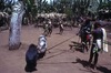 Cochons sur le Nasara: Des cochons sont amenés et présentés sur le Nasara puis mis à l'écart en attendant de les sacrifier.