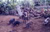 On amène les cochons sur le Nasara. Les cochons sont reliés entre eux par des cordelettes en fibre. Certains seront exécutés, d'autres pas.