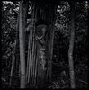 Sculpture faite dans le tronc d'une fougère arborescente 