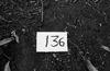 68464