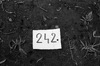 71366