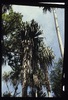 Pandanus des hautes terres (P. Julianetti)