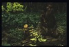 Bananes plantain
