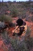 Liddy Nakamarra digs for yam & goanna