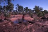 Sally AHunting (wirliniyi), digging for yam & goanna 