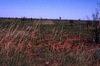 Hunting (wirliniyi), digging for yam & goanna 