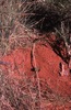 Puurda vine, Hunting (wirliniyi), digging for yam & goanna 