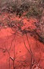 Puurda vine, Hunting (wirliniyi), digging for yam & goanna 