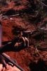 Woman holding a ???????  digging for yam & goanna 