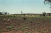Kurlungalinpa
