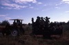 Tractor; Camping with the Gibson family