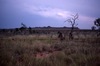 women walking near sacred hill long hill (yunta = windbreak) of Kurlungalinpa, country for Nungarrayi and Napaljarri