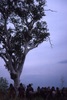 Sacred tree, country of Napaljarri and Nungarrayi 