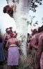 Painted Nungarrayi and Napaljarri perform a ritual cleansing by brushing a sacred tree of their country 