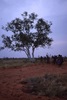 Second sacred tree, for Napaljarri/Nungarrayi 