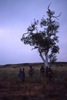 Yawulyu for Napaljarri/Nungarrayi and Napangardi/Napanangka