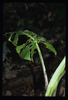 Alocasia nicolsonii (identification de Patrick Blanc, d'après photo)