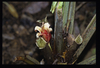 Alocasia nicolsonii (identification de Patrick Blanc, d'après photo)